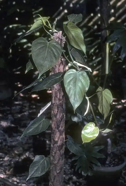 Photo of Philodendron hederaceum var. hederaceum (Philodendron hederaceum var. hederaceums)