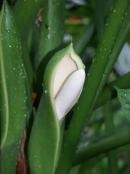 Photo of Philodendron hederaceum var. hederaceum (Philodendron hederaceum var. hederaceums)