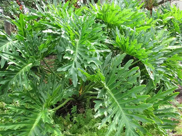 Фото Philodendron selloum (Philodendron selloums)