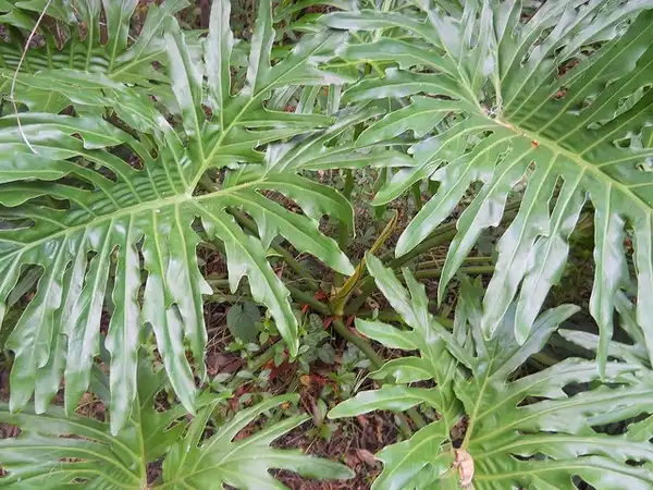 Фото Philodendron selloum (Philodendron selloums)