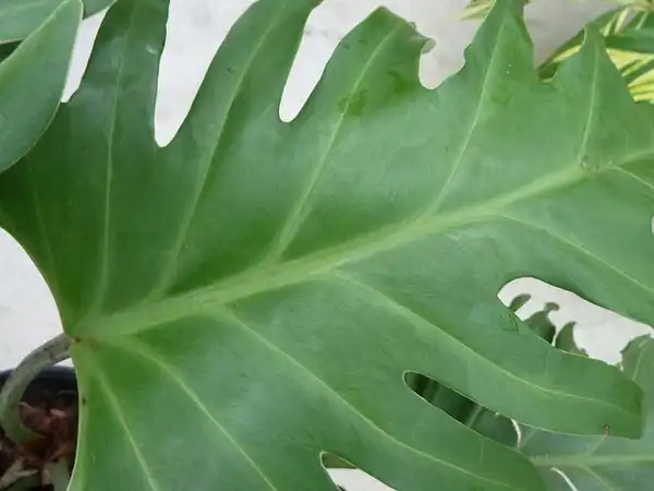 Фото Philodendron selloum - :Kathleen Moore
