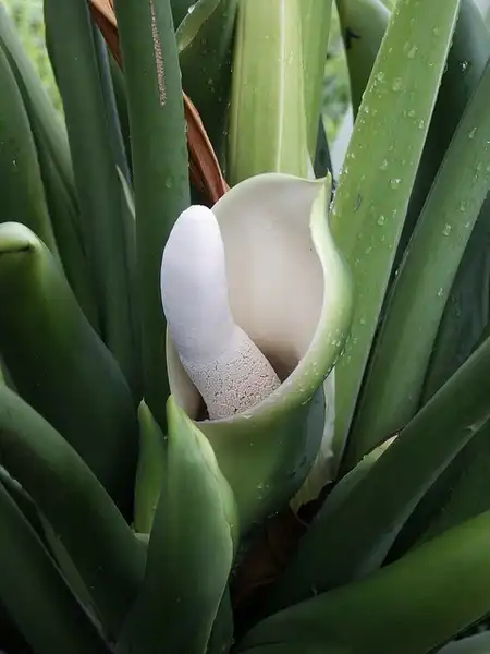 Фото Philodendron selloum - :Scott Zona