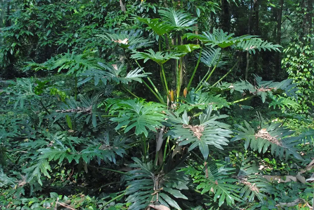Фото Philodendron selloum - Form:Jim Robbins