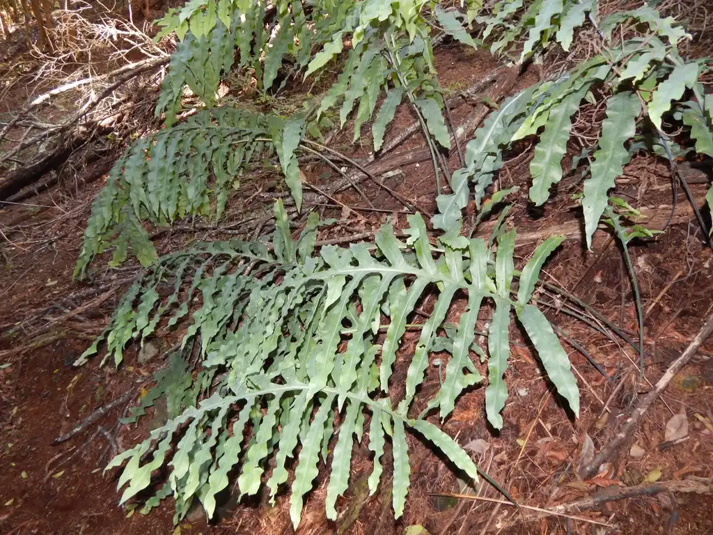 Photo of Phlebodium aureum (Phlebodium aureums)