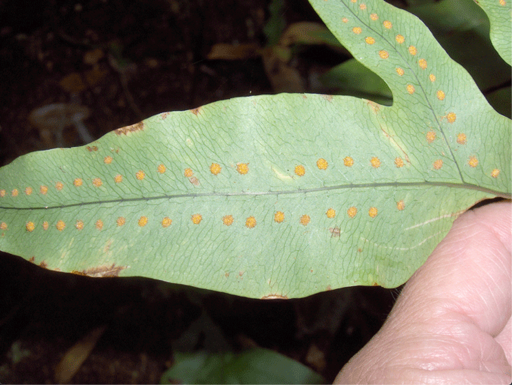 Photo of Phlebodium aureum - sori:Homer Edward Price