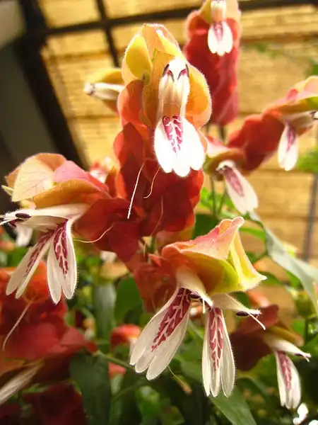 Фото Phlogacanthus guttatus (Phlogacanthus guttatuss)