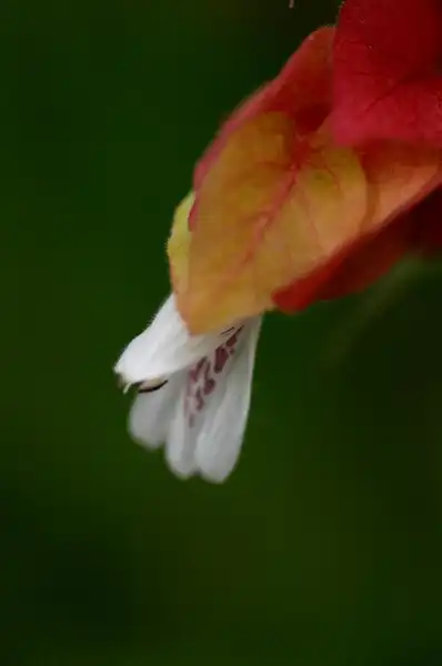 Фото Phlogacanthus guttatus - Justicia guttata bloom close-up:titanium22