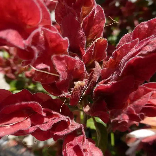 Фото Phlogacanthus guttatus - Justicia guttata:Sotiris Marinopoulos