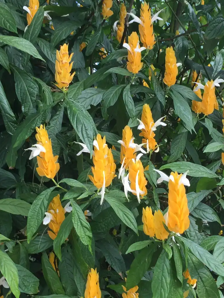 Фото Phlogacanthus guttatus - Form:Kathleen Moore