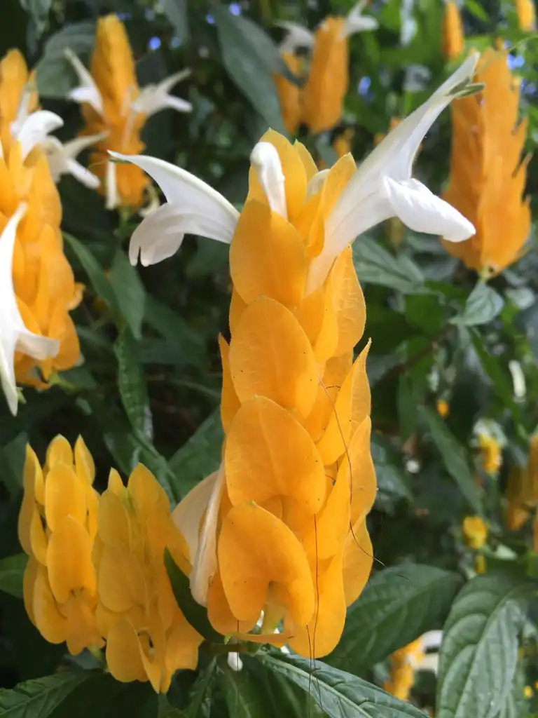 Фото Phlogacanthus guttatus - Colorful orange bracts, white tubular flowers.:Kathleen Moore