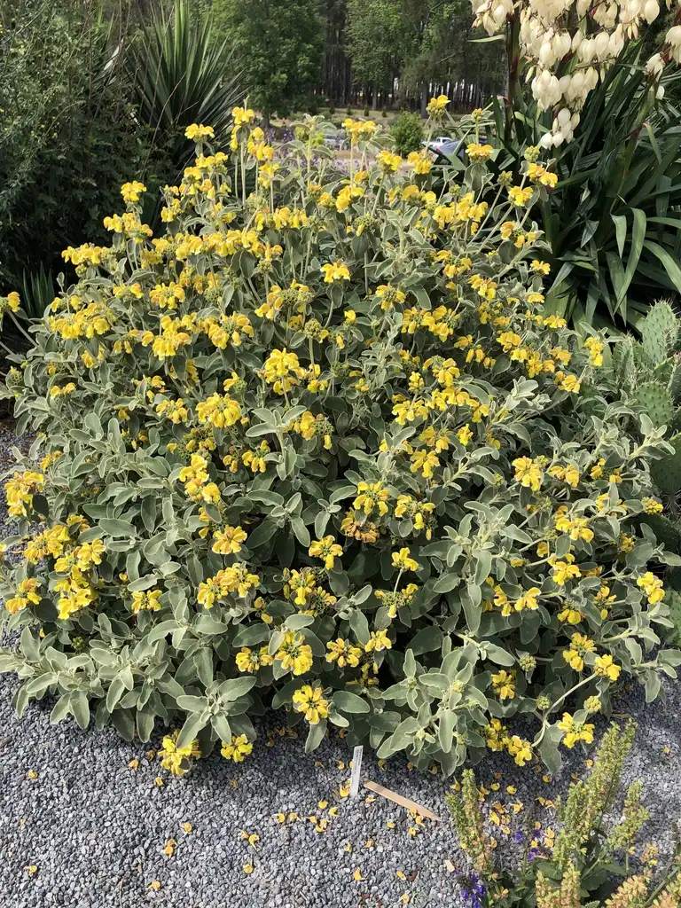 Фото Phlomis fruticosa (Phlomis fruticosas)
