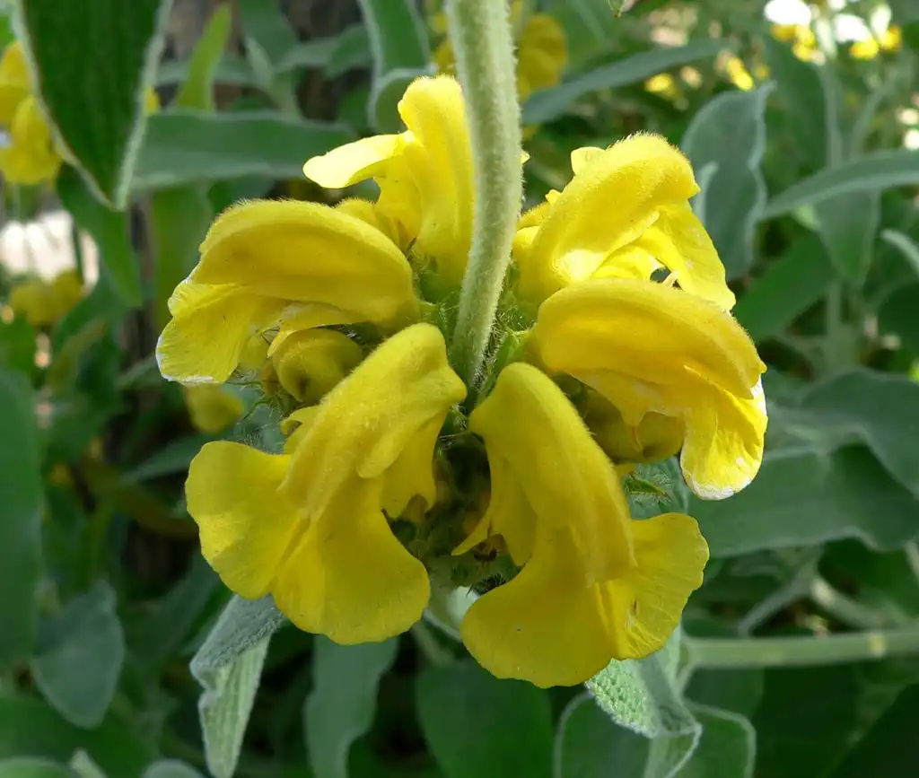Фото Phlomis fruticosa (Phlomis fruticosas)