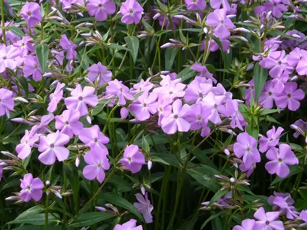 Photo of Phlox carolina (Phlox carolinas)