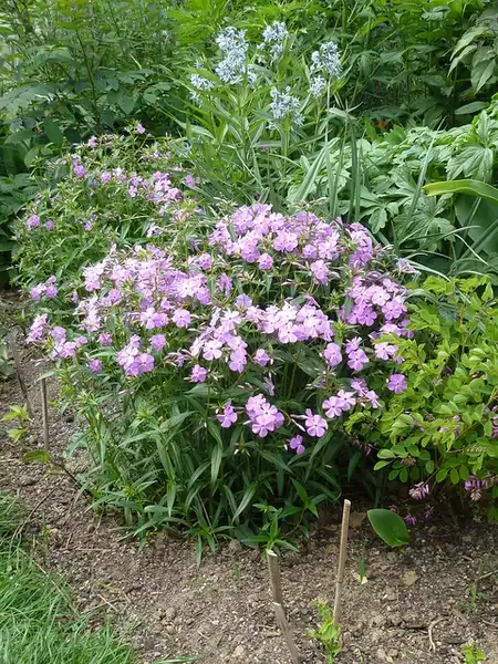 Photo of Phlox carolina (Phlox carolinas)
