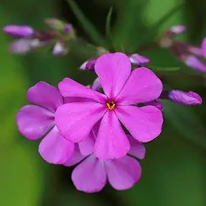 Photo of Phlox carolina - Bloom detail:Debbie Roos
