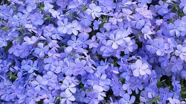 Photo of Phlox divaricata (Phlox divaricatas)