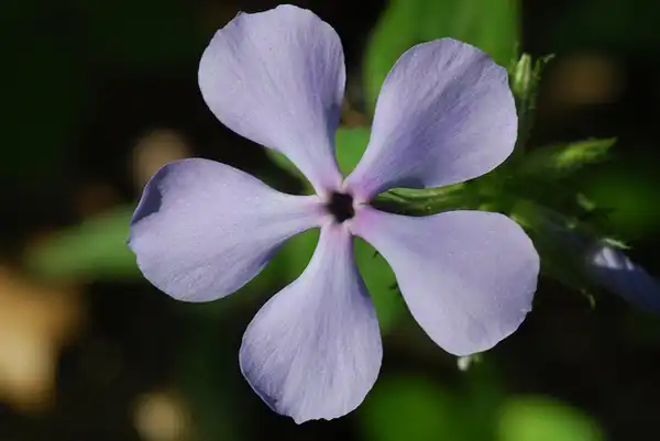 Photo of Phlox divaricata (Phlox divaricatas)