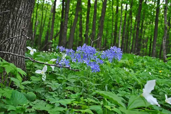Photo of Phlox divaricata - :Aaron Carlson