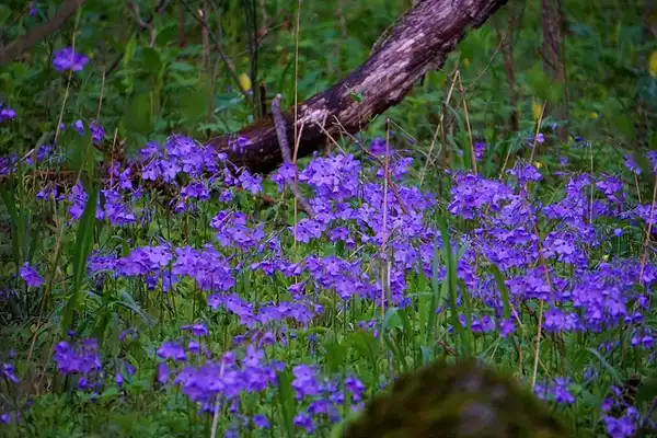 Photo of Phlox divaricata - :Steven Harwood
