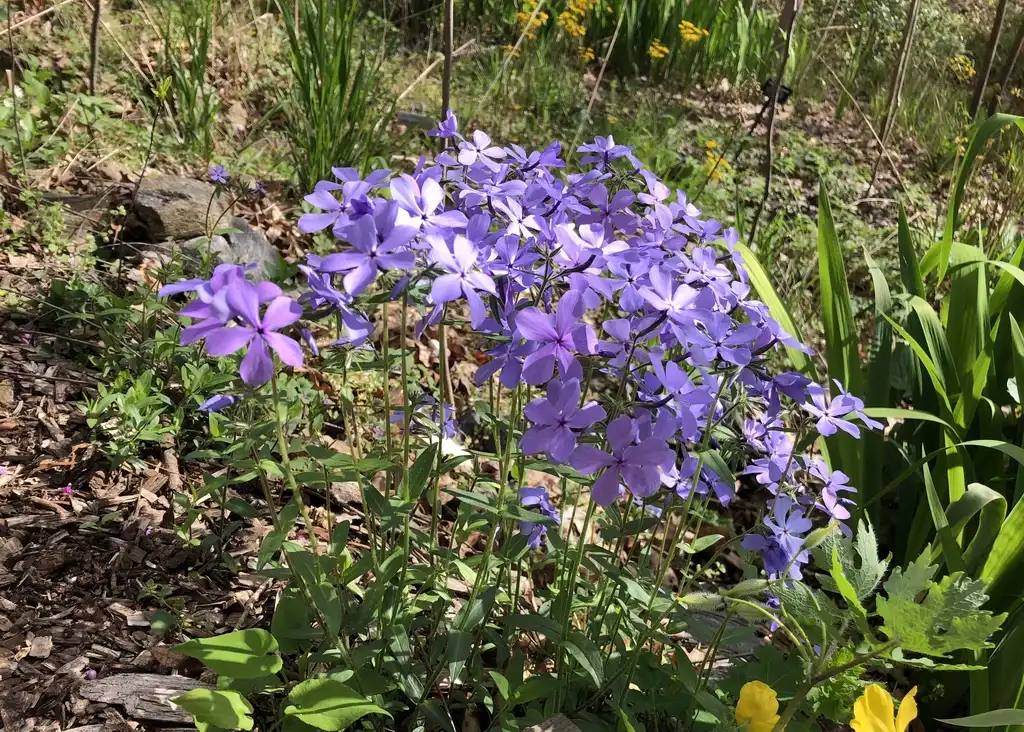 Photo of Phlox divaricata - Flower Close-up (Corneille Bryan,NC):Marcia Boyle