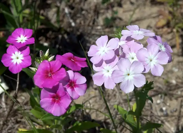 Фото Phlox drummondii (Phlox drummondiis)