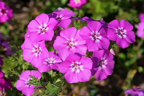 Фото Phlox drummondii (Phlox drummondiis)