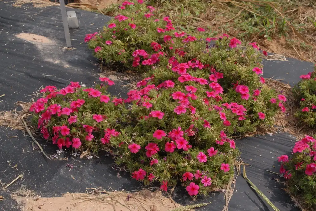 Фото Phlox drummondii - 'Phloxy Lady' Strawberry Flower Form:Jim Robbins