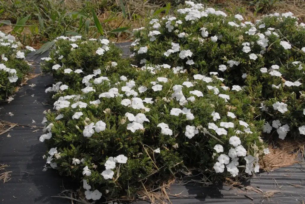 Фото Phlox drummondii - 'Phloxy Lady' White Flower Form:Jim Robbins