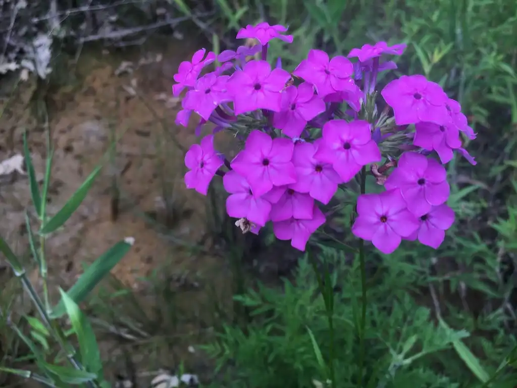 Photo of Phlox glaberrima (Phlox glaberrimas)