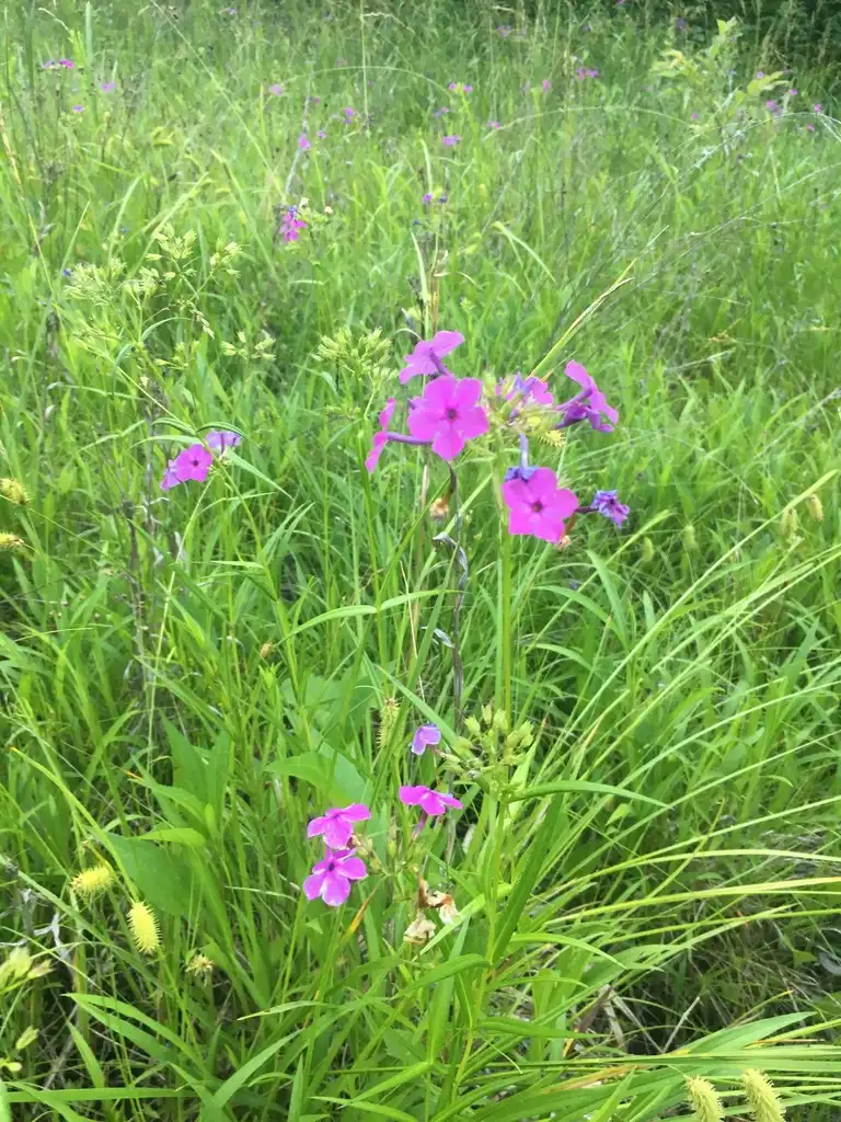 Photo of Phlox glaberrima (Phlox glaberrimas)