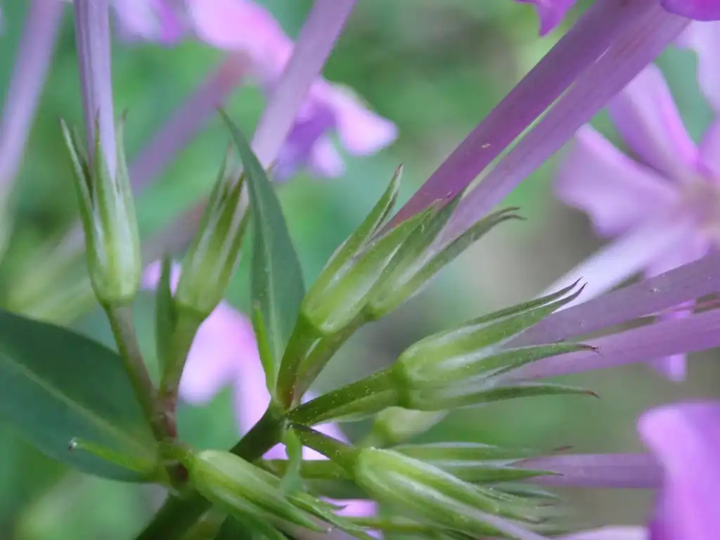 Photo of Phlox glaberrima - Raceme:Daniel Folds