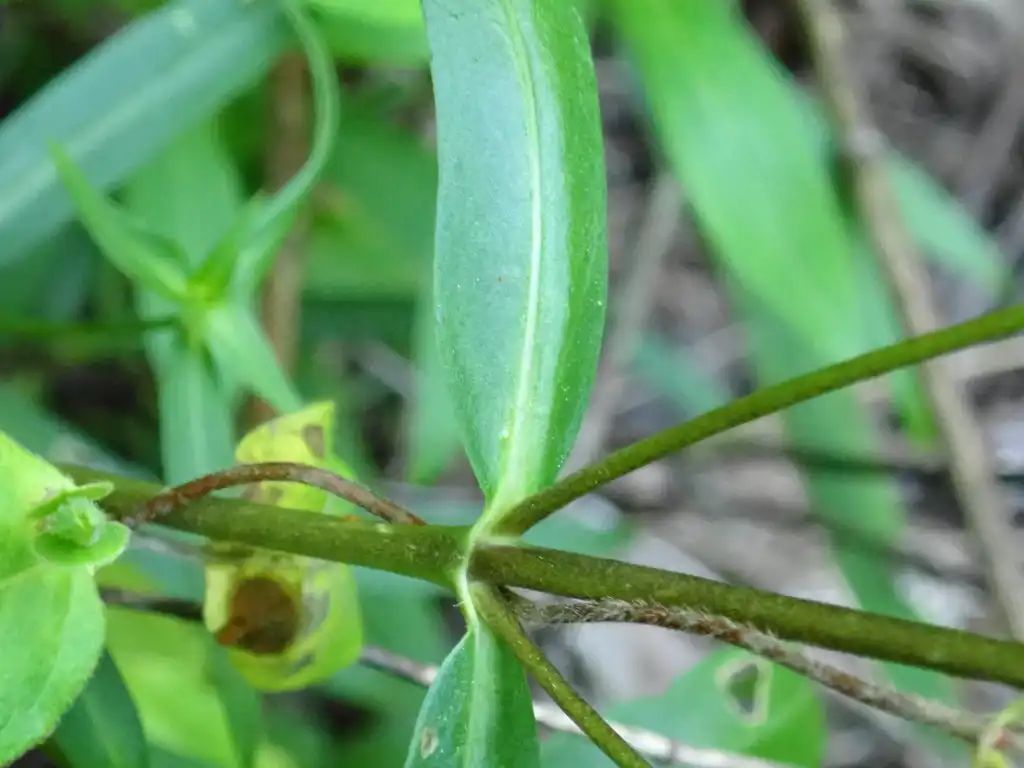 Photo of Phlox glaberrima - Stem and leaf attachment:Daniel Folds