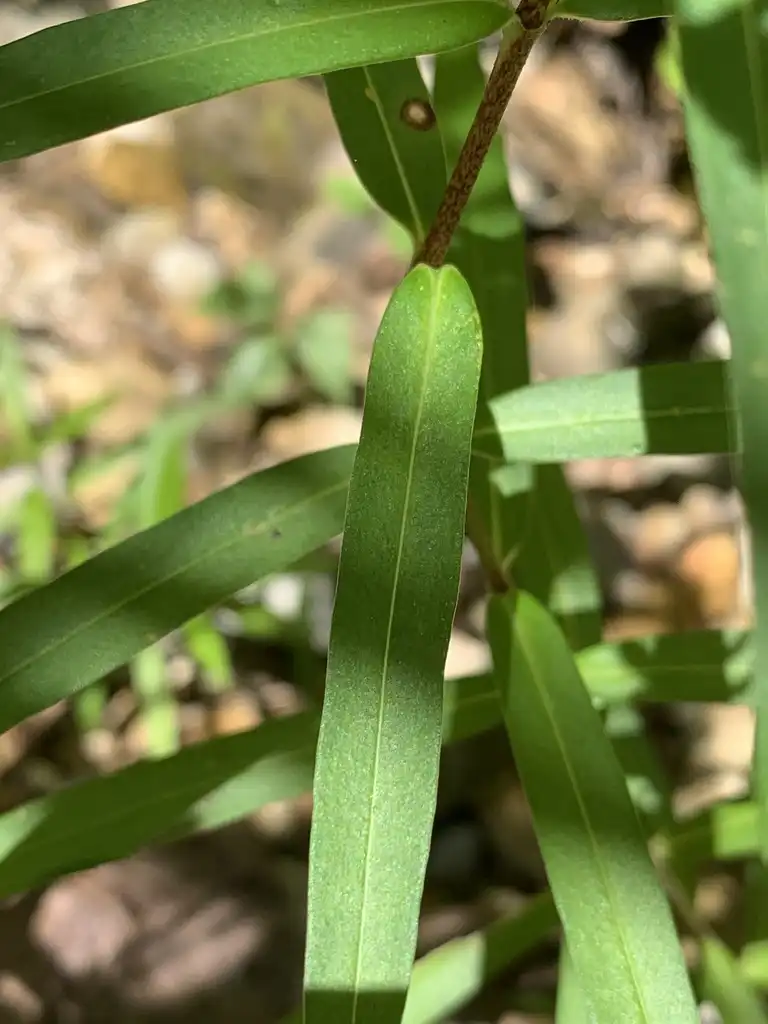 Photo of Phlox glaberrima - Leaves:Nate Parrish