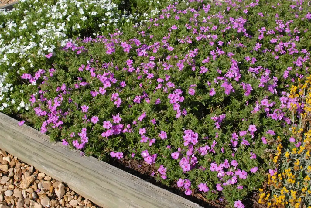 Фото Phlox hybrid INTENSIA® (Phlox hybrid INTENSIA®s)