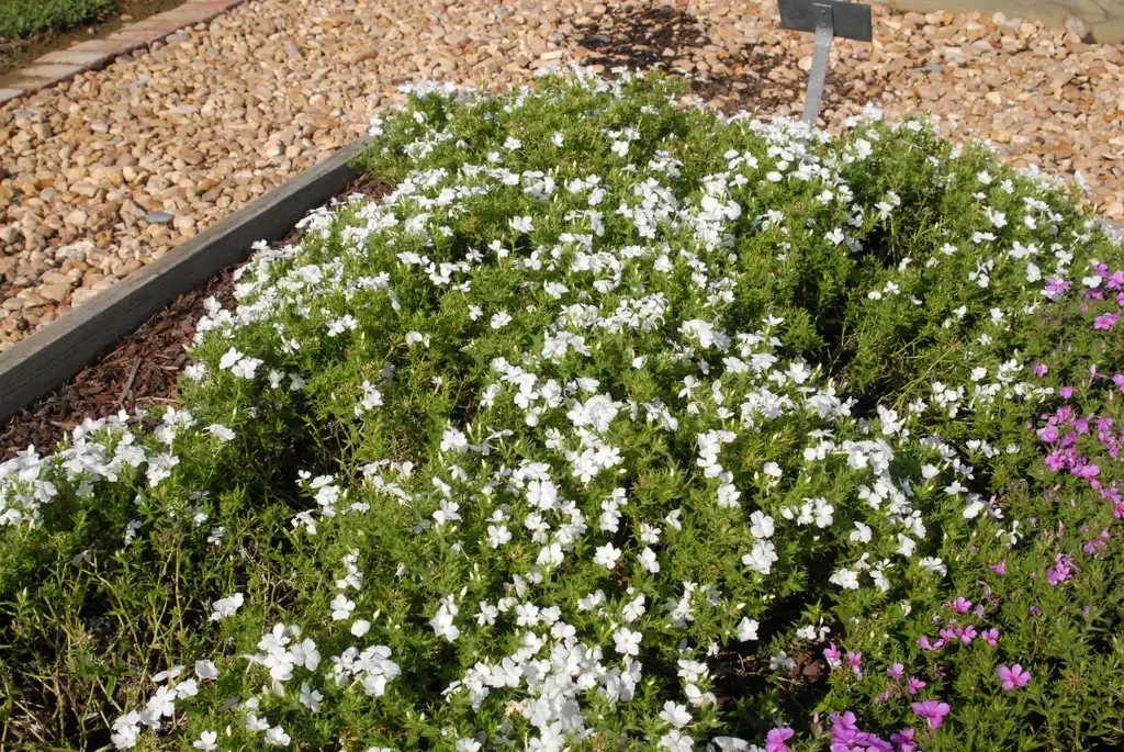 Фото Phlox hybrid INTENSIA® (Phlox hybrid INTENSIA®s)