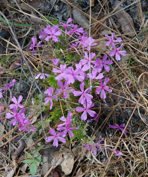 Foto de Phlox nivalis (Phlox nivaliss)