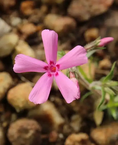 Foto de Phlox nivalis (Phlox nivaliss)