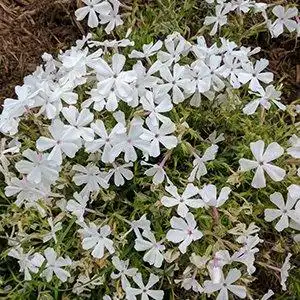 Foto de Phlox nivalis - Phlox nivalis 'Snowdrift':Debbie Roos