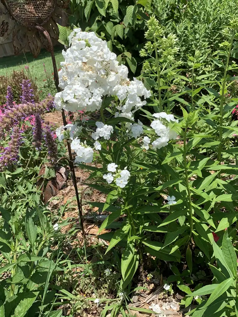 Photo of Phlox paniculata 'David' (Phlox paniculata 'David's)