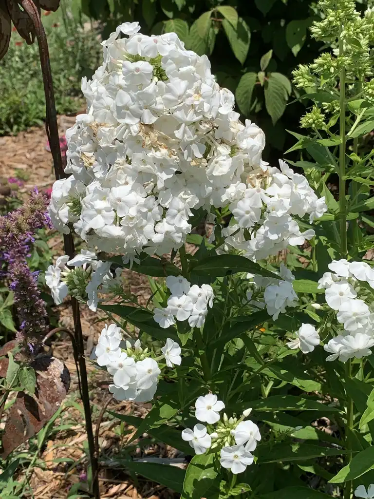 Photo of Phlox paniculata 'David' (Phlox paniculata 'David's)