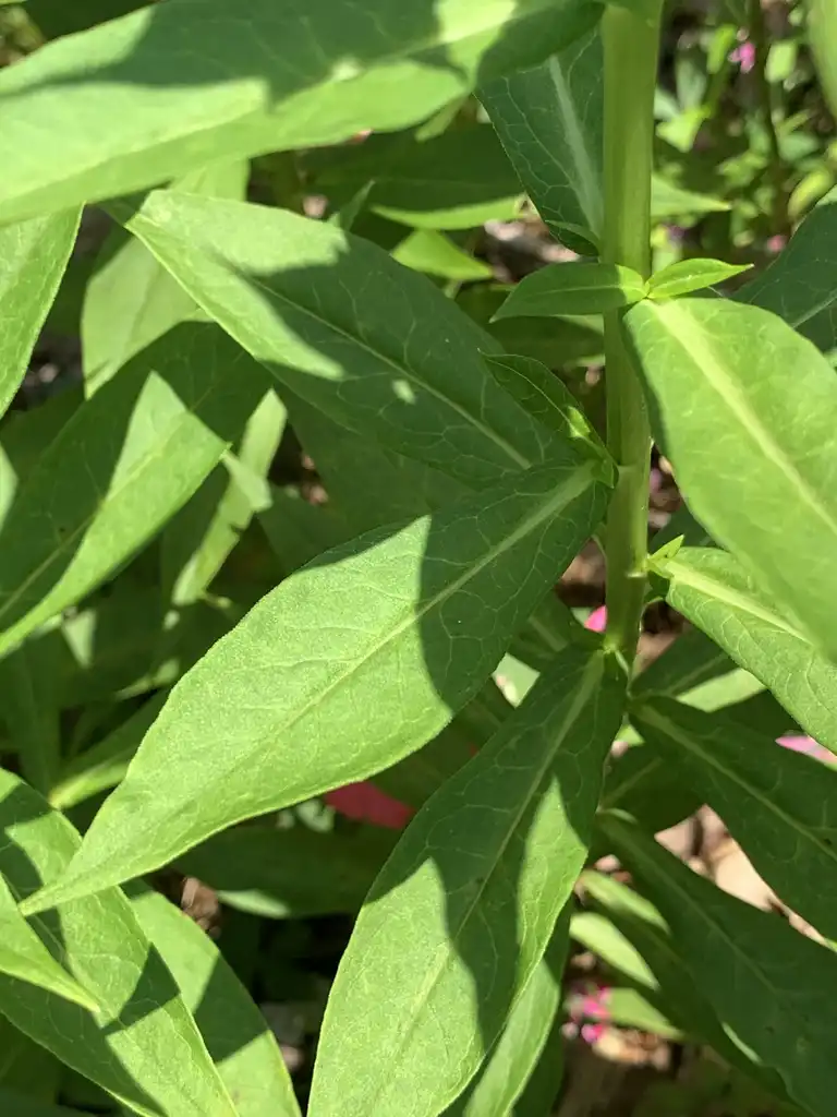 Photo of Phlox paniculata 'David' - Leaves and stem:K. Andre