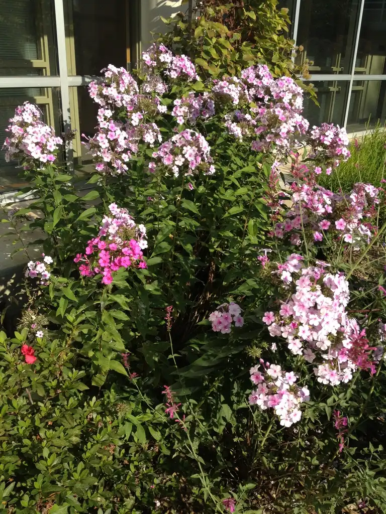 Foto de Phlox paniculata (Phlox paniculatas)