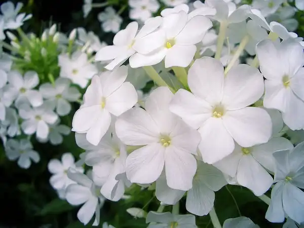Foto de Phlox paniculata (Phlox paniculatas)
