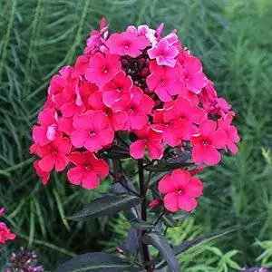 Foto de Phlox paniculata - 'Lord Clayton' bloom stalk:Debbie Roos
