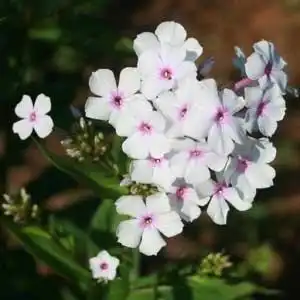 Foto de Phlox paniculata - Phlox paniculata 'Delta Snow':Debbie Roos