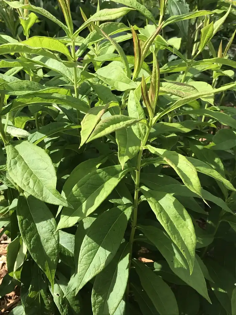 Foto de Phlox paniculata - Form:K. Andre