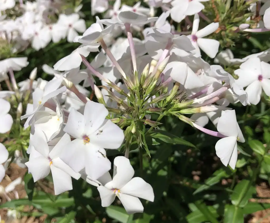 Foto de Phlox paniculata - Flower Close-up (Wake County, NC):Cathy Dewitt