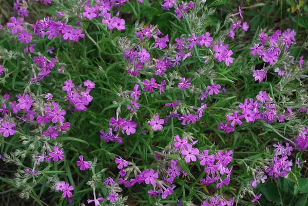 Photo of Phlox pilosa (Phlox pilosas)