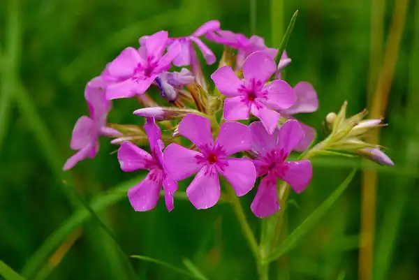 Photo of Phlox pilosa (Phlox pilosas)