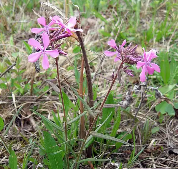 Photo of Phlox pilosa - Leaves have downy hairs on them: